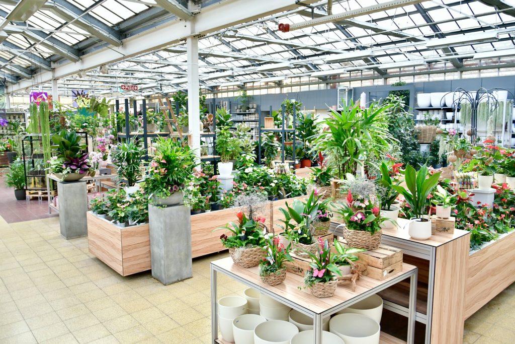 Dinger’s Gartencenter Köln Zimmerpflanzen