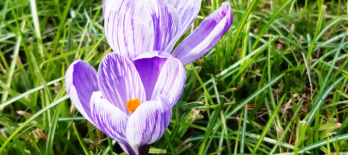 Vorfrühlings-Spaziergänge - Lebensart 24 Blog