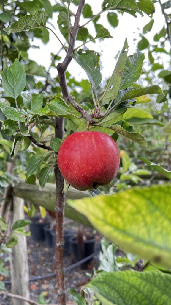 Gartenhof Becker • Das war das Apfel- und Gartenfest 1