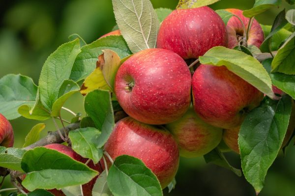 Gartenhof Becker • Apfel- und Gartenfest 2025