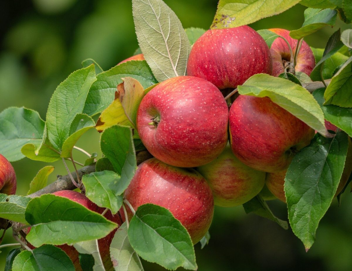 Gartenhof Becker • Apfel- und Gartenfest 2025
