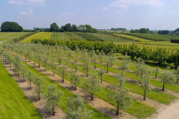Gartenhof Becker • Olivenfest 2026