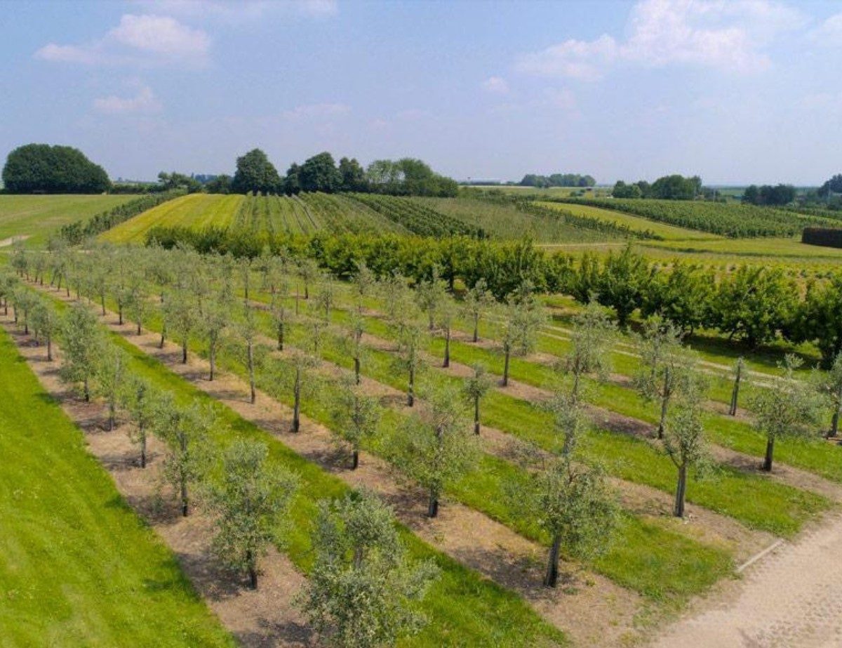 Gartenhof Becker • Olivenfest 2026 Gartenhof Becker • Olivenfest 2026