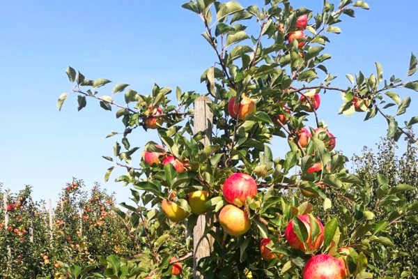 Lebensart Live auf dem Garten- und Apfelfest beim Gartenhof Becker