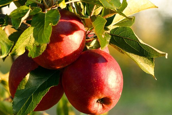 Gartenhof Becker • Apfel- und Gartenfest 2024