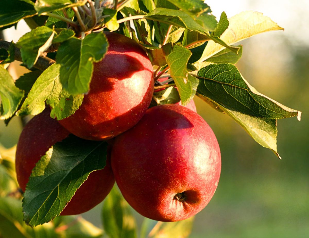 Gartenhof Becker • Apfel- und Gartenfest 2024