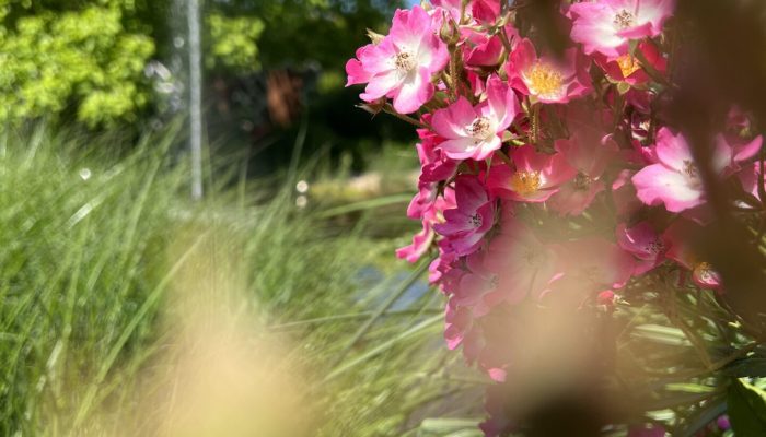 Newsletter 3 IMG_2723